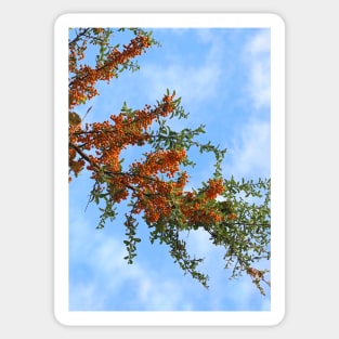 Rowan Tree Branch Sticker